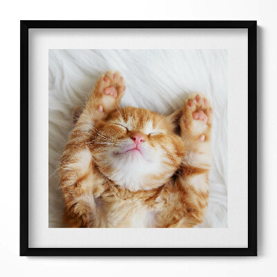 Tablou living cu rama unic Pisicuță adormită