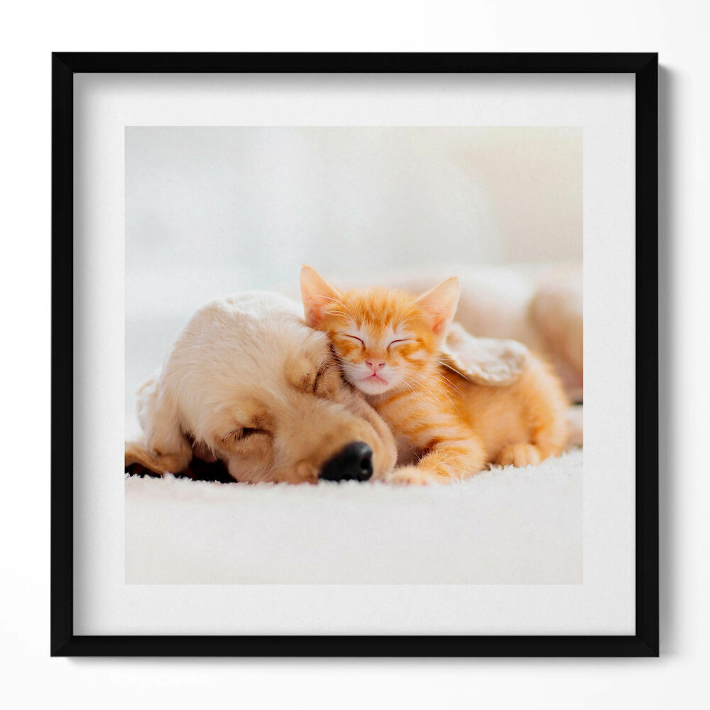 Tablou living cu rama unic Animale care dorm, pisică și câine