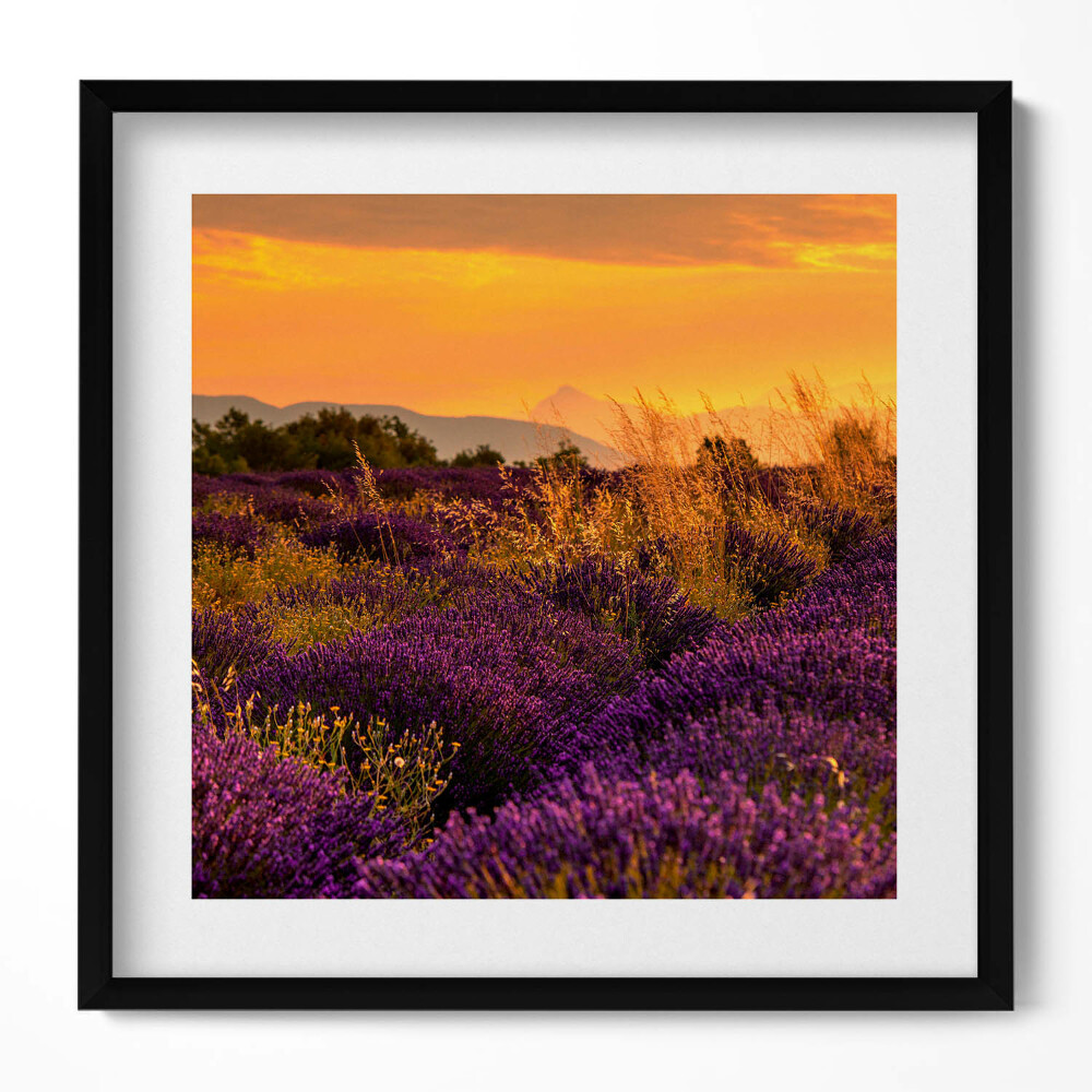 Tablou rama unic Pajiște de lavandă Provence Franța