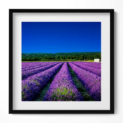 Tablou living cu rama unic Câmp de lavandă în Provence
