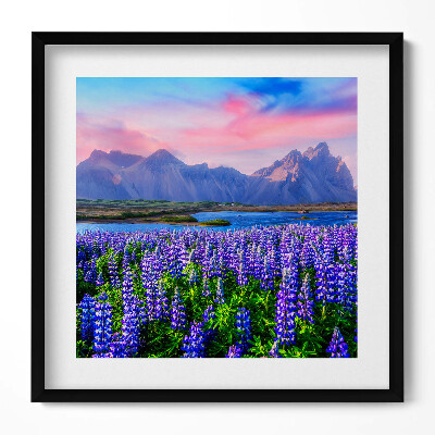 Tablou rama unic Câmpuri de lavandă - Islanda