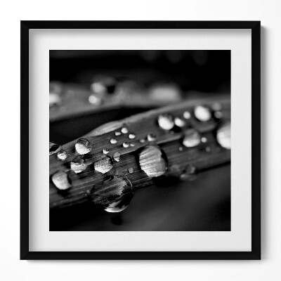 Tablou rama unic Frunză de Rosa Alb-Negru