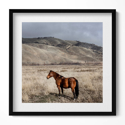 Tablou rama unic Un cal călare printre iarbă