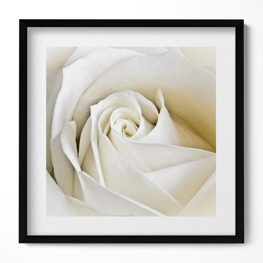 Tablou living cu rama unic Petale delicate de trandafir alb