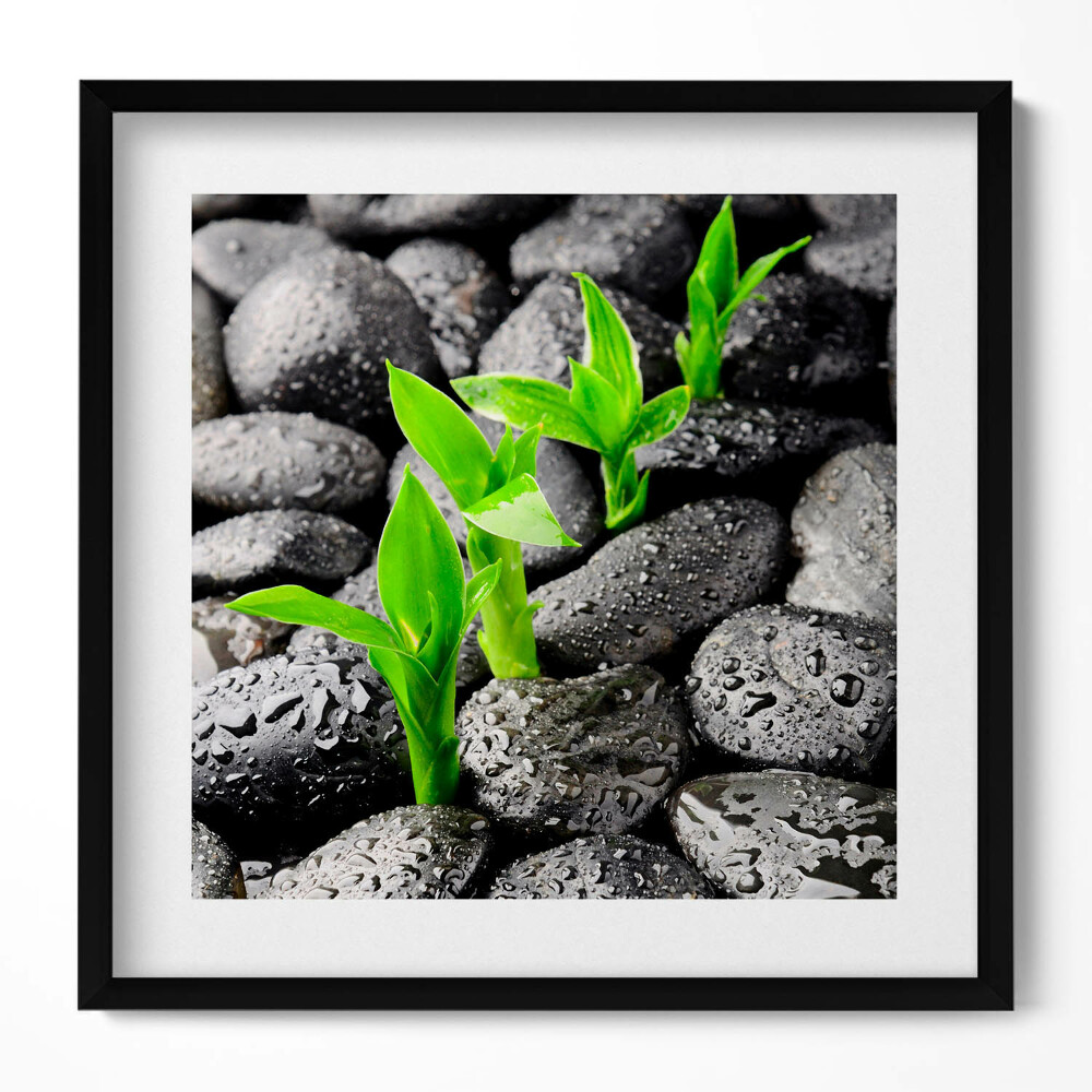 Tablou rama unic Plante verzi pe pietre ude