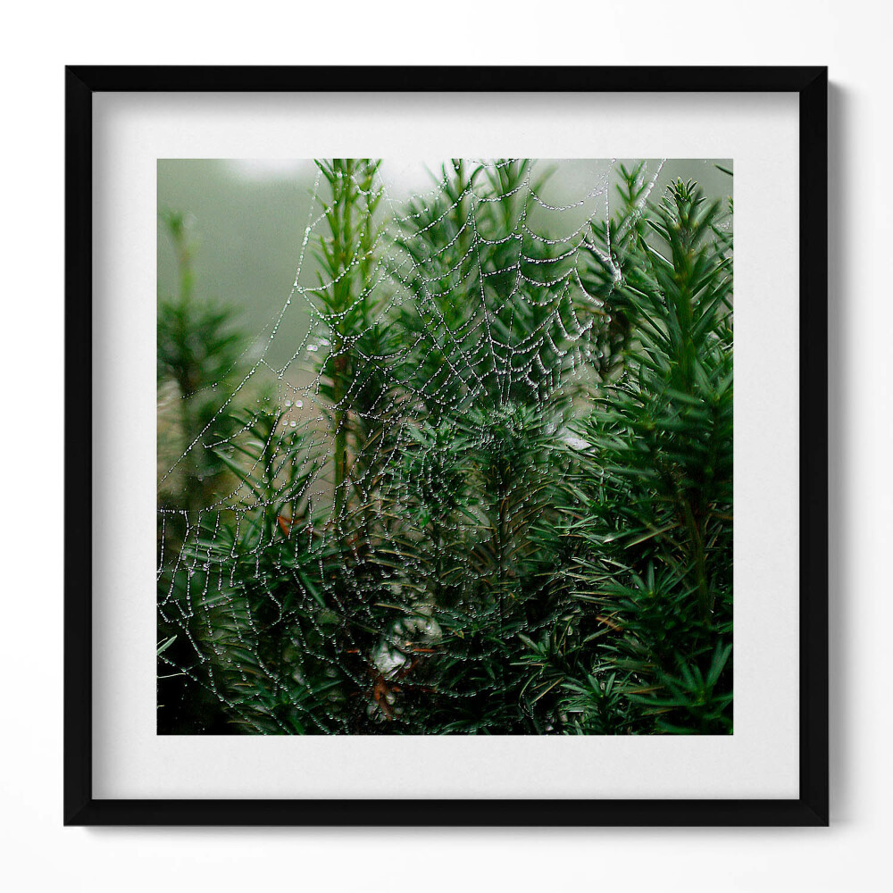 Tablou rama unic Pânză de păianjen cu rouă pe un copac