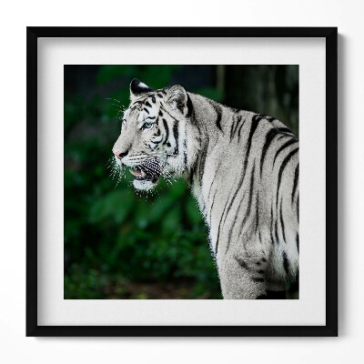 Tablou living cu rama unic Tigru alb în junglă