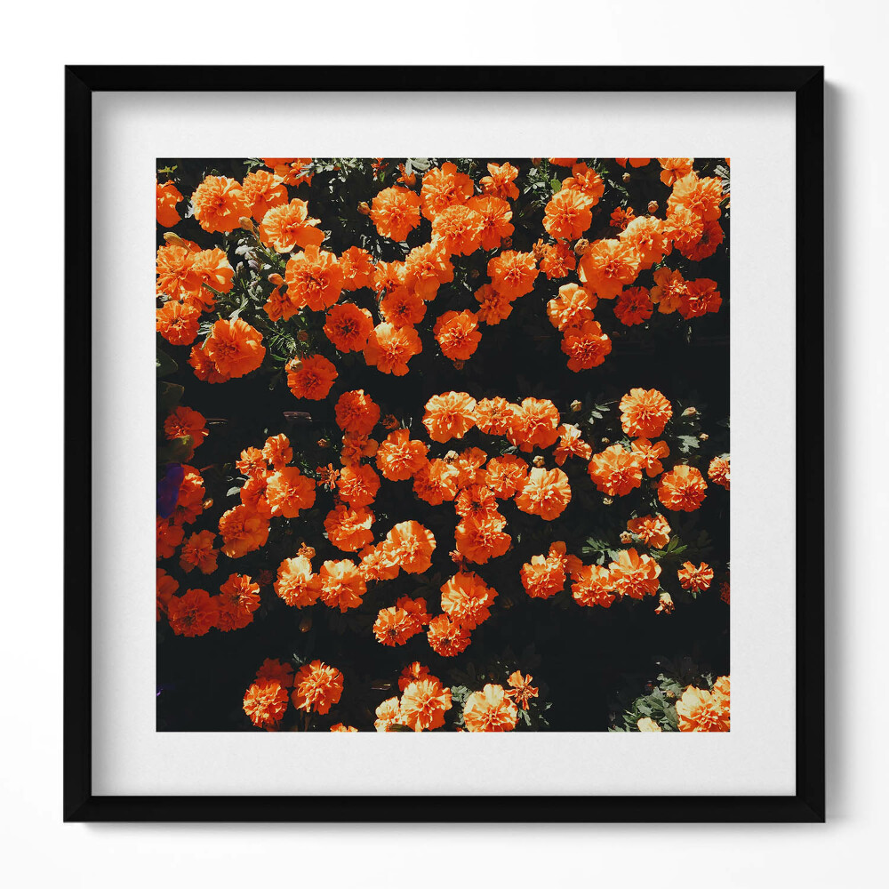 Tablou rama unic Flori portocalii