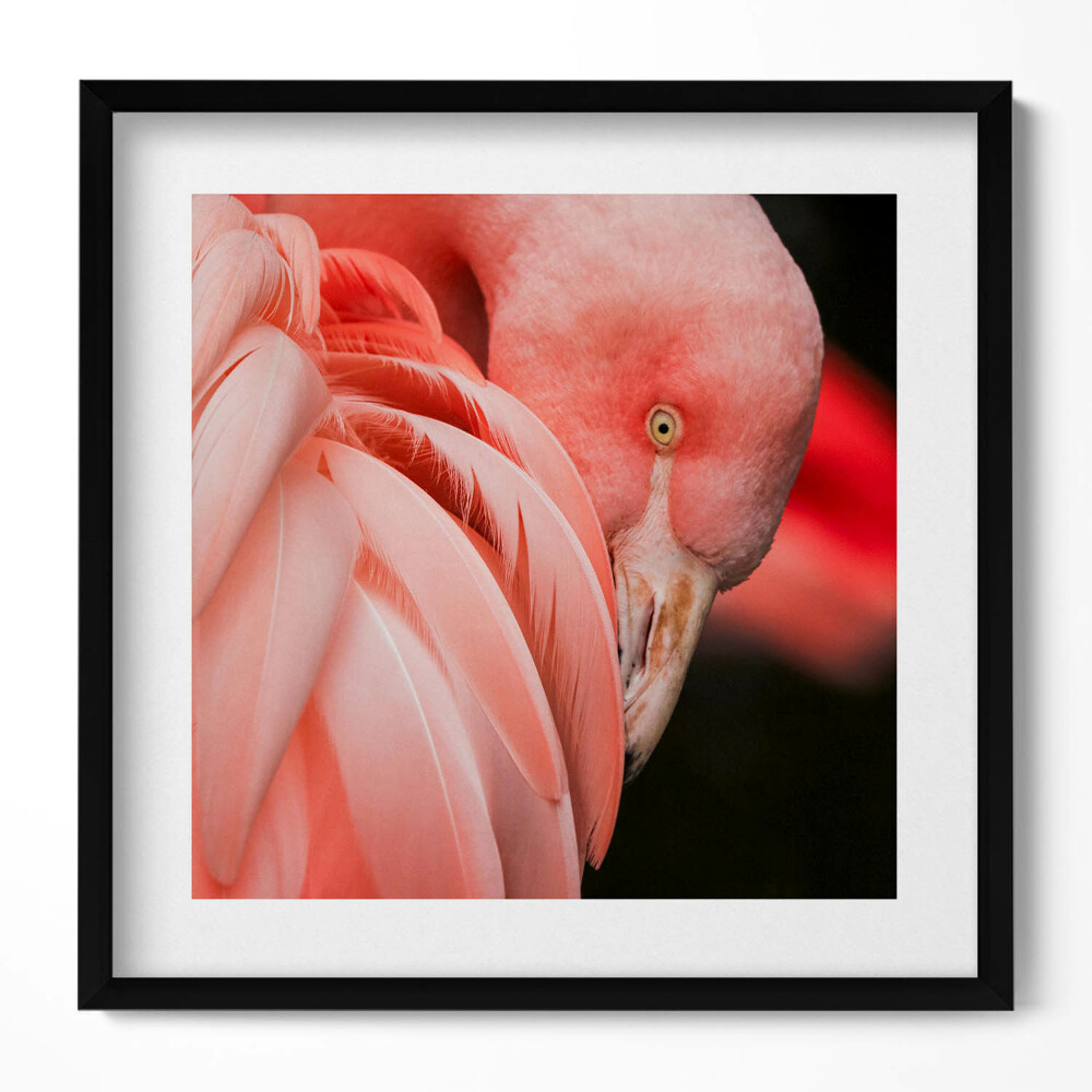 Tablou living cu rama unic Pasărea flamingo roz