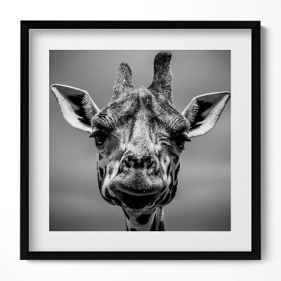 Tablou rama unic Cap de girafă alb-negru