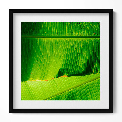 Tablou living cu rama unic Frunze verzi de bananier la soare