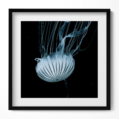 Tablou living cu rama unic Meduze pe fundal negru