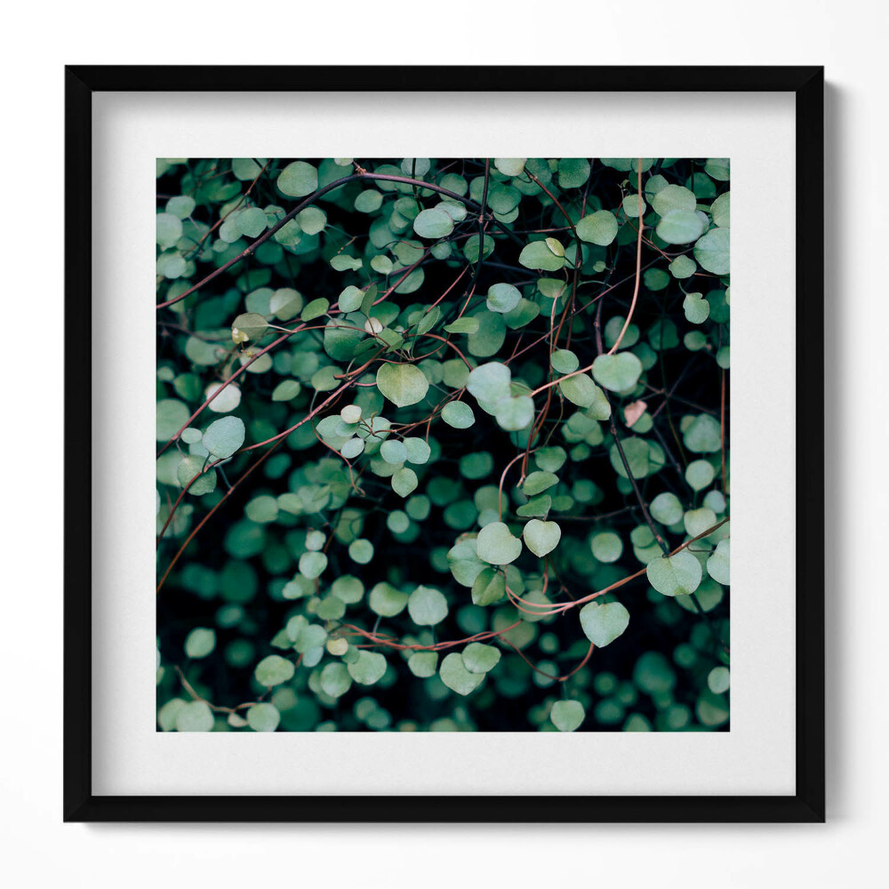 Tablou living cu rama unic Frunzele mici ale plantei