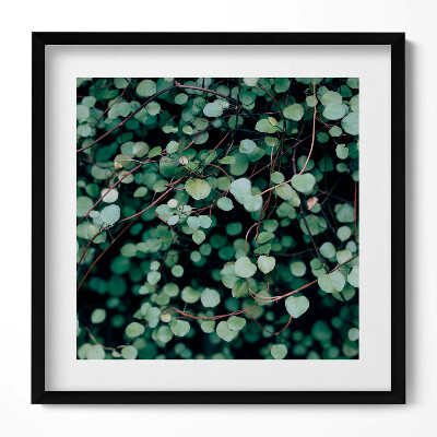 Tablou living cu rama unic Frunzele mici ale plantei