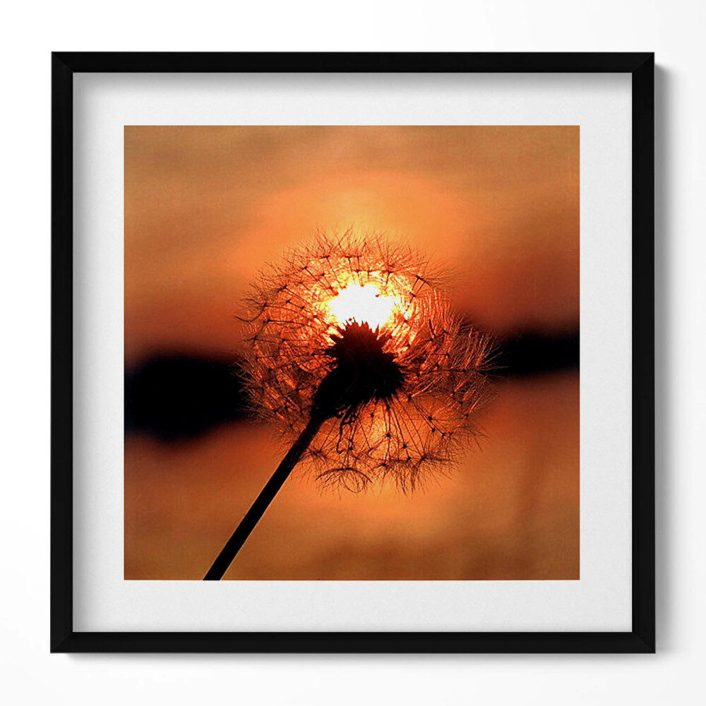 Tablou living cu rama unic Păpădie la apus