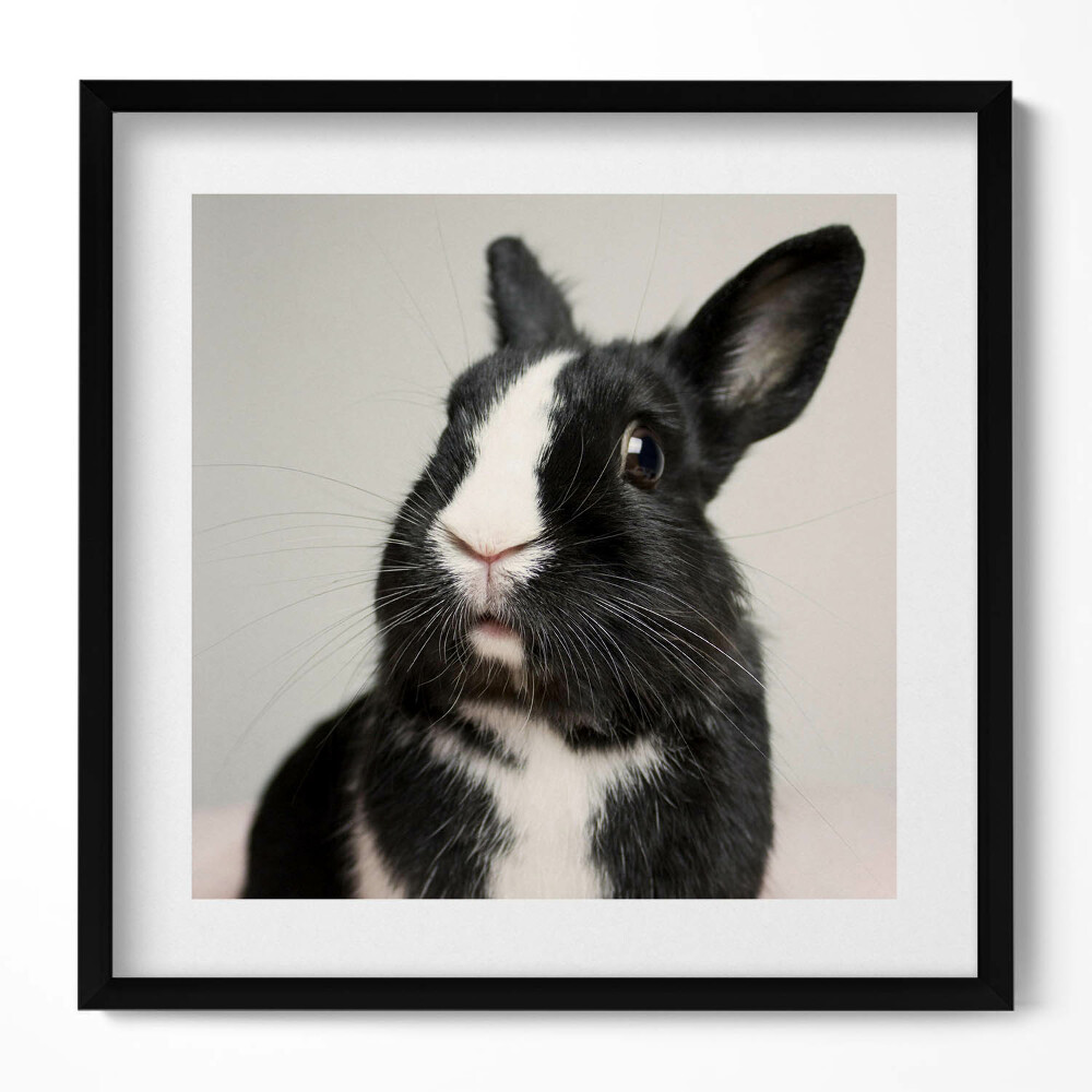 Tablou rama unic Iepure drăguț alb-negru