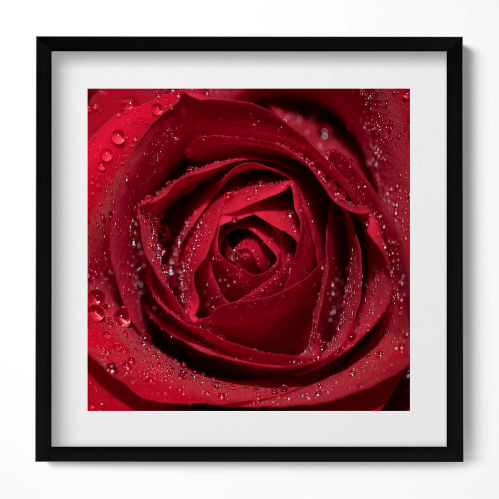 Tablou living cu rama unic Prim-plan al unui trandafir roșu în rouă