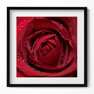 Tablou living cu rama unic Prim-plan al unui trandafir roșu în rouă