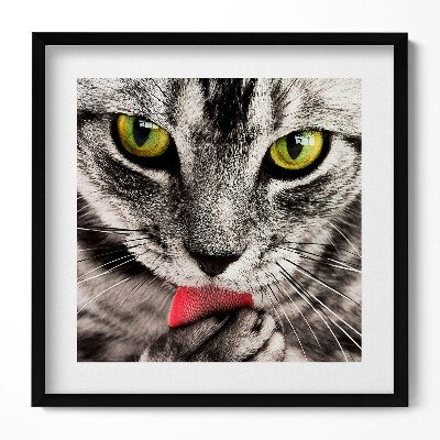 Tablou living cu rama unic Ochi de pisică gri