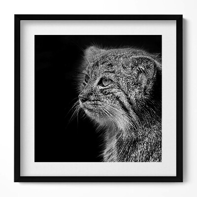 Tablou rama unic Lynx pisică sălbatică în alb și negru