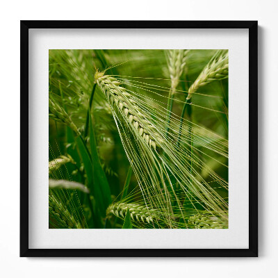 Tablou living cu rama unic Urechi de iarbă vara