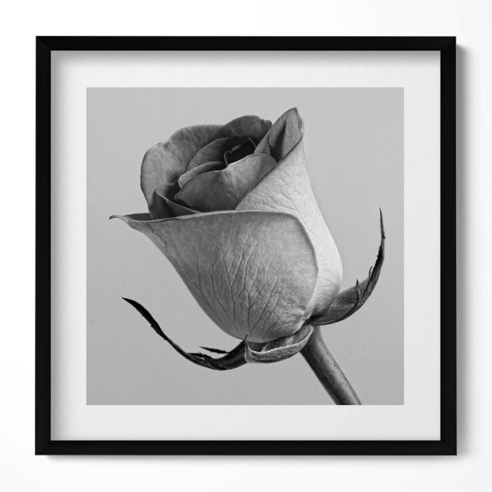 Tablou living cu rama unic Floare mică de trandafir gri