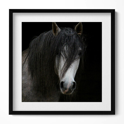 Tablou rama unic Cap de cal gri