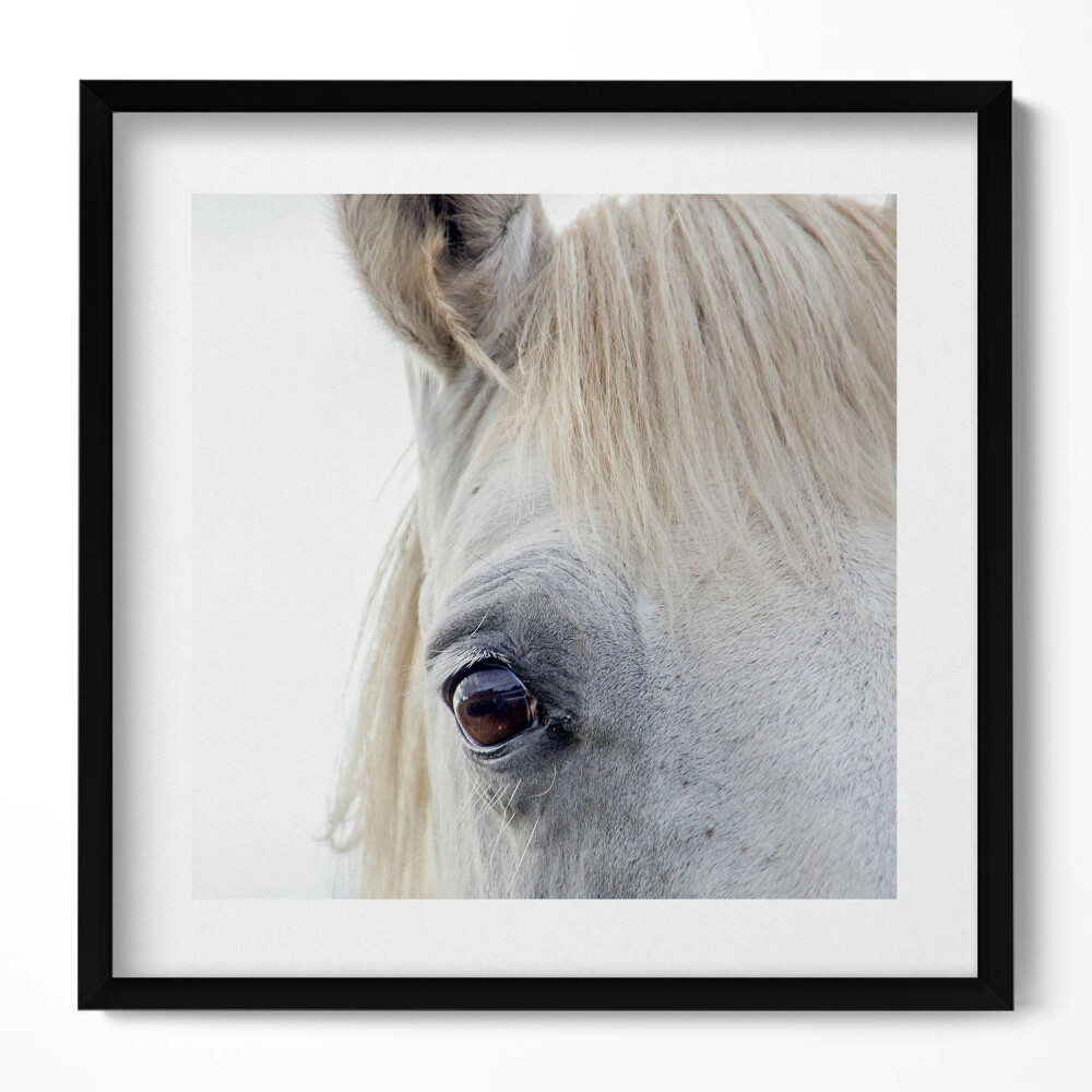 Tablou living cu rama unic Cap de cal alb