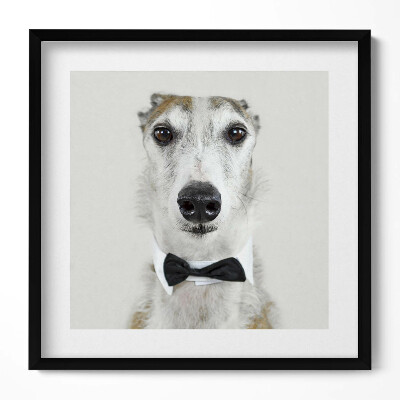 Tablou rama unic Portretul unui câine cu papion