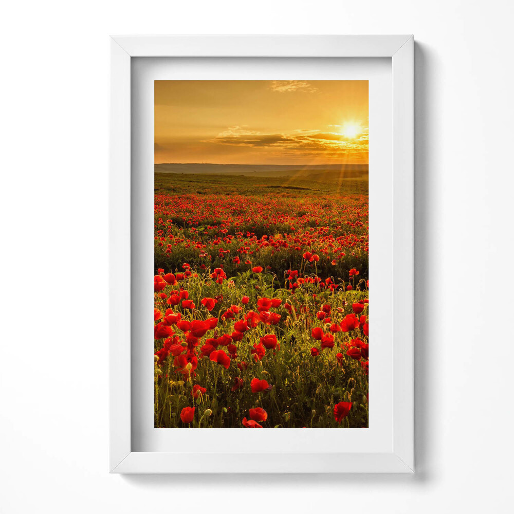 Tablou living cu rama decorativ Peisaj al unei pajiști cu flori de mac