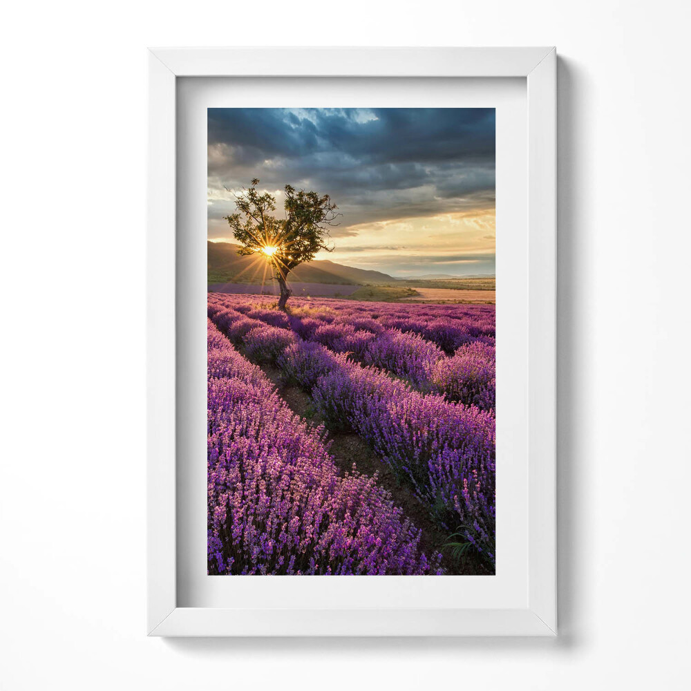 Tablou living cu rama decorativ Peisaj de câmp de lavandă