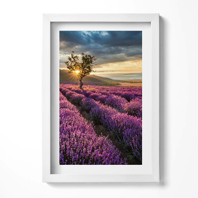 Tablou living cu rama decorativ Peisaj de câmp de lavandă