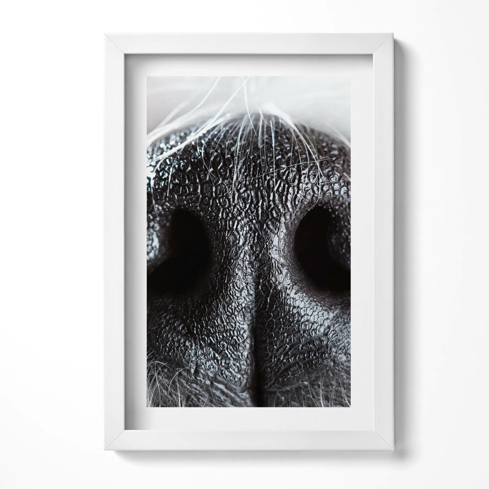 Tablou living cu rama decorativ Prim-plan al nasului unui animal