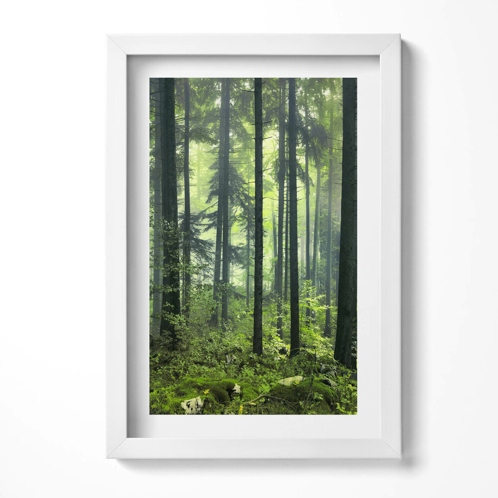 Tablou rama decorativ Peisaj de copaci și vegetație forestieră
