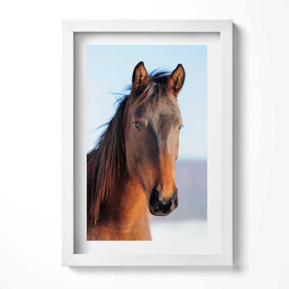 Tablou rama decorativ Cap de cal maro