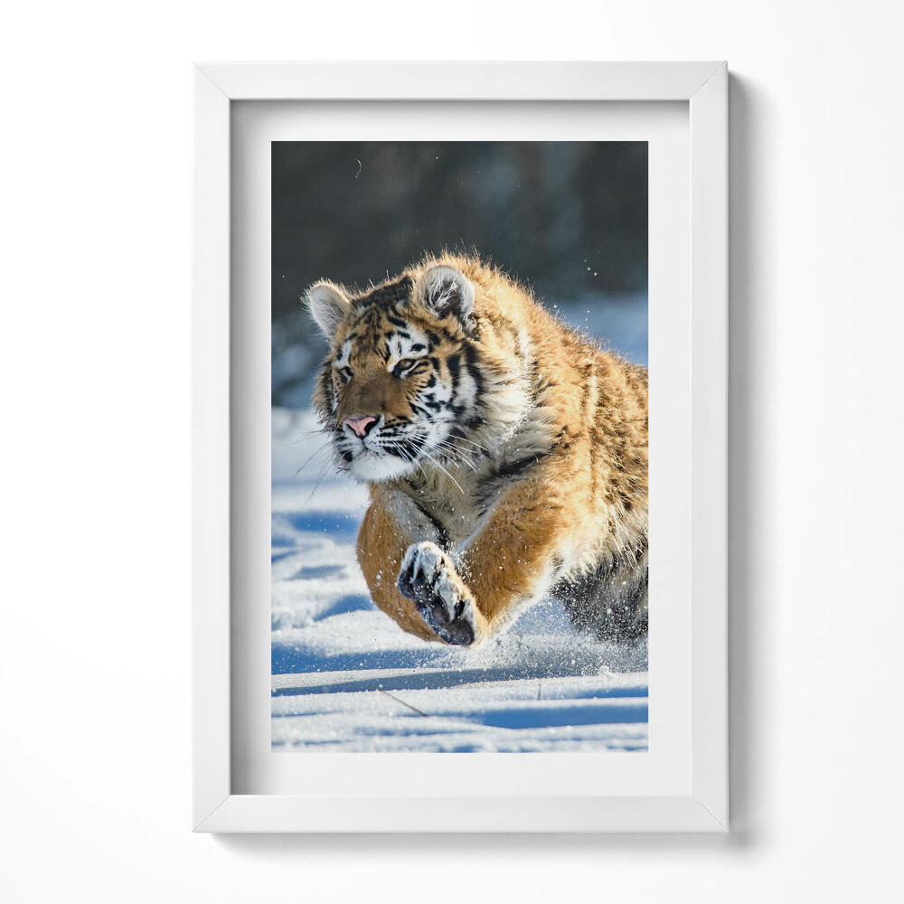 Tablou rama decorativ Tigru pufos în zăpadă