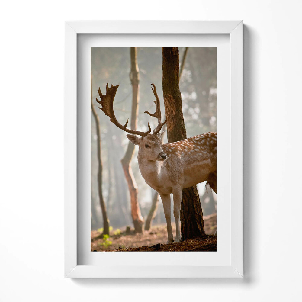 Tablou rama decorativ Cerbi în strălucirea soarelui care răsare