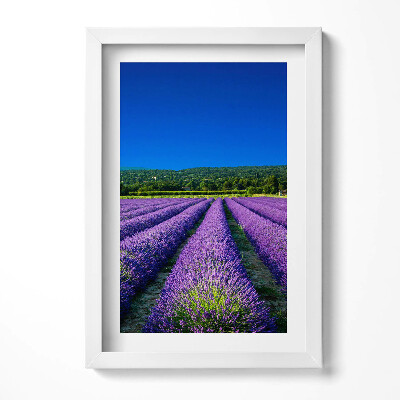 Tablou living cu rama decorativ Câmp de lavandă în Provence