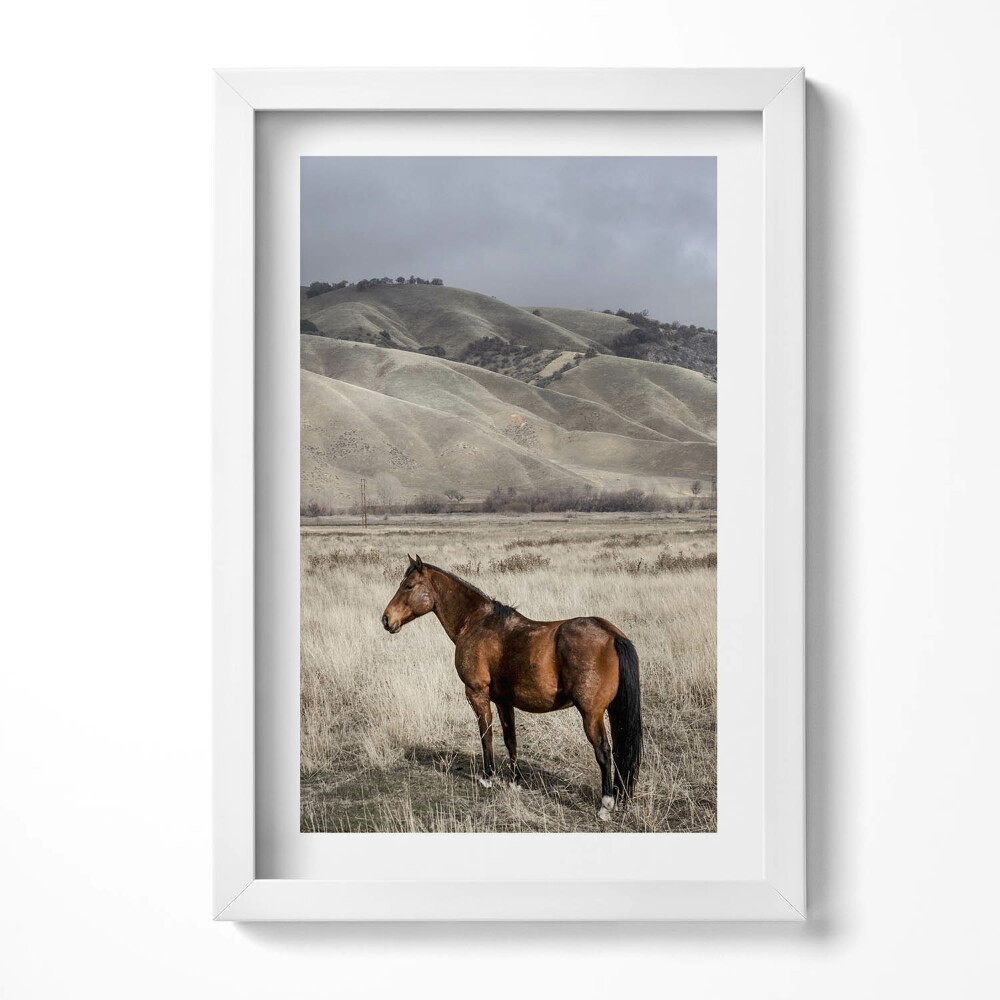 Tablou rama decorativ Un cal călare printre iarbă