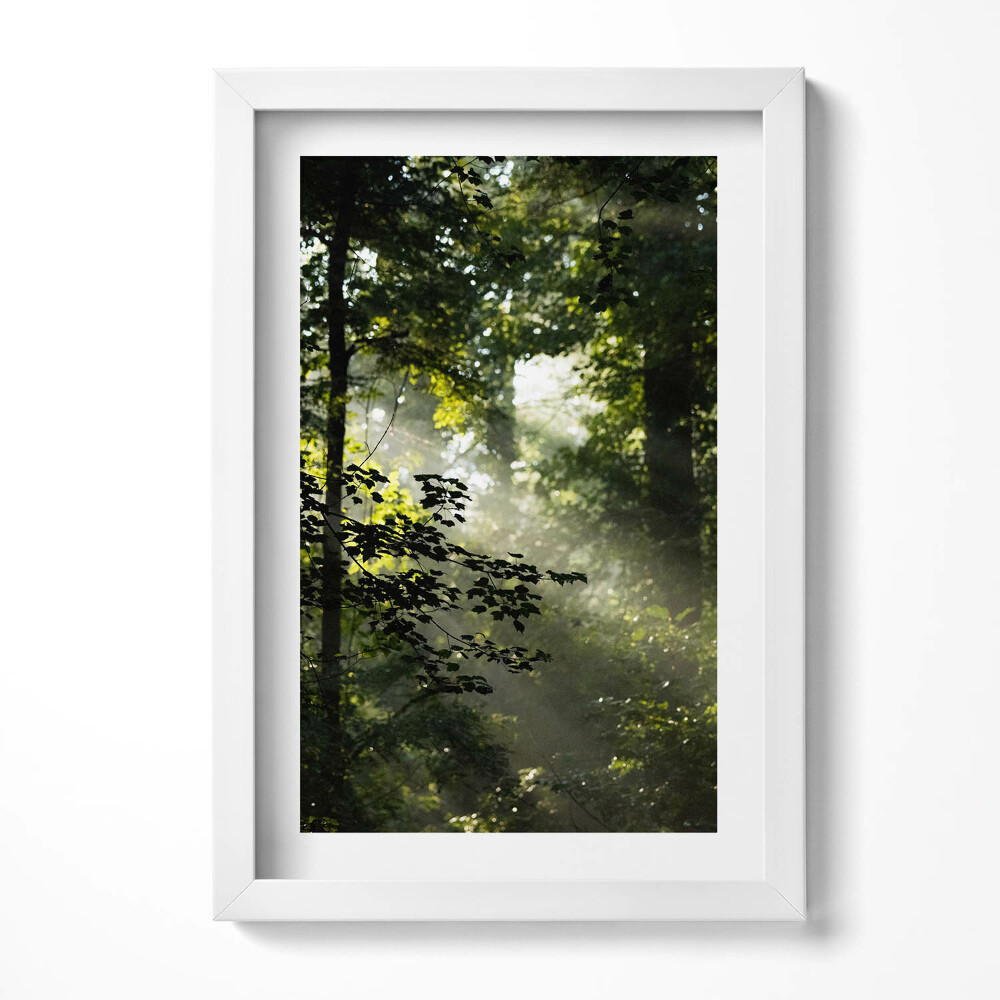 Tablou rama decorativ Razele soarelui și copacii