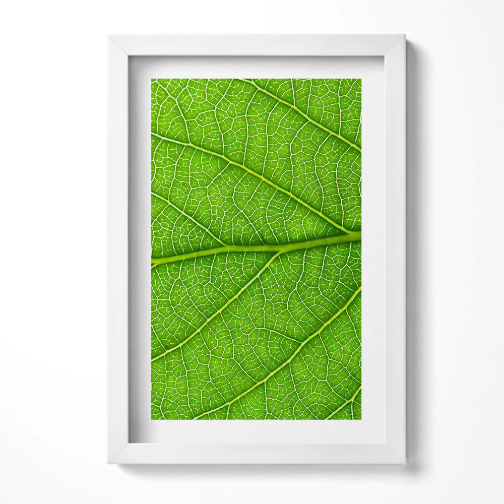 Tablou rama decorativ Venele frunzelor verzi