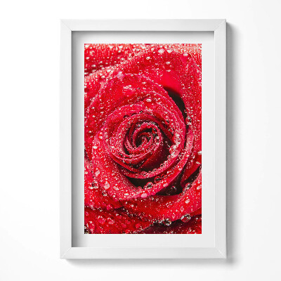 Tablou living cu rama decorativ Rouă pe petalele unui trandafir roșu