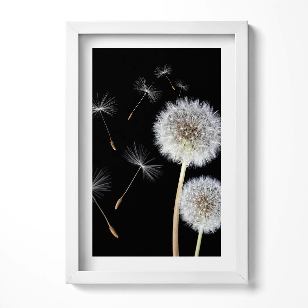 Tablou rama decorativ Două păpădii