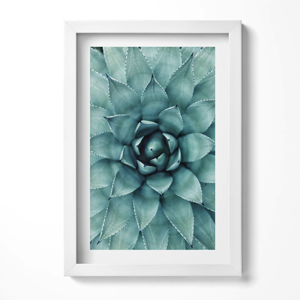 Tablou rama decorativ Plantă suculentă verde