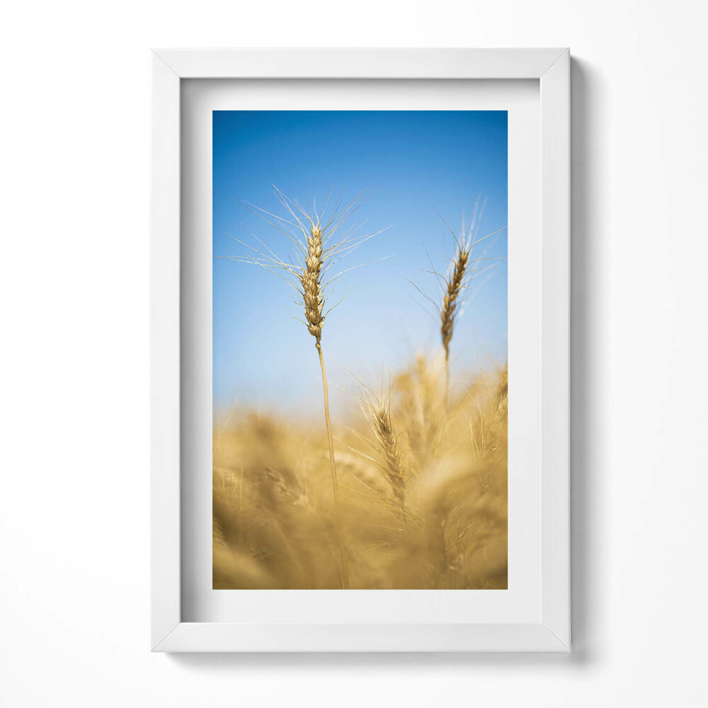 Tablou living cu rama decorativ Șuvițe de porumb pe cer