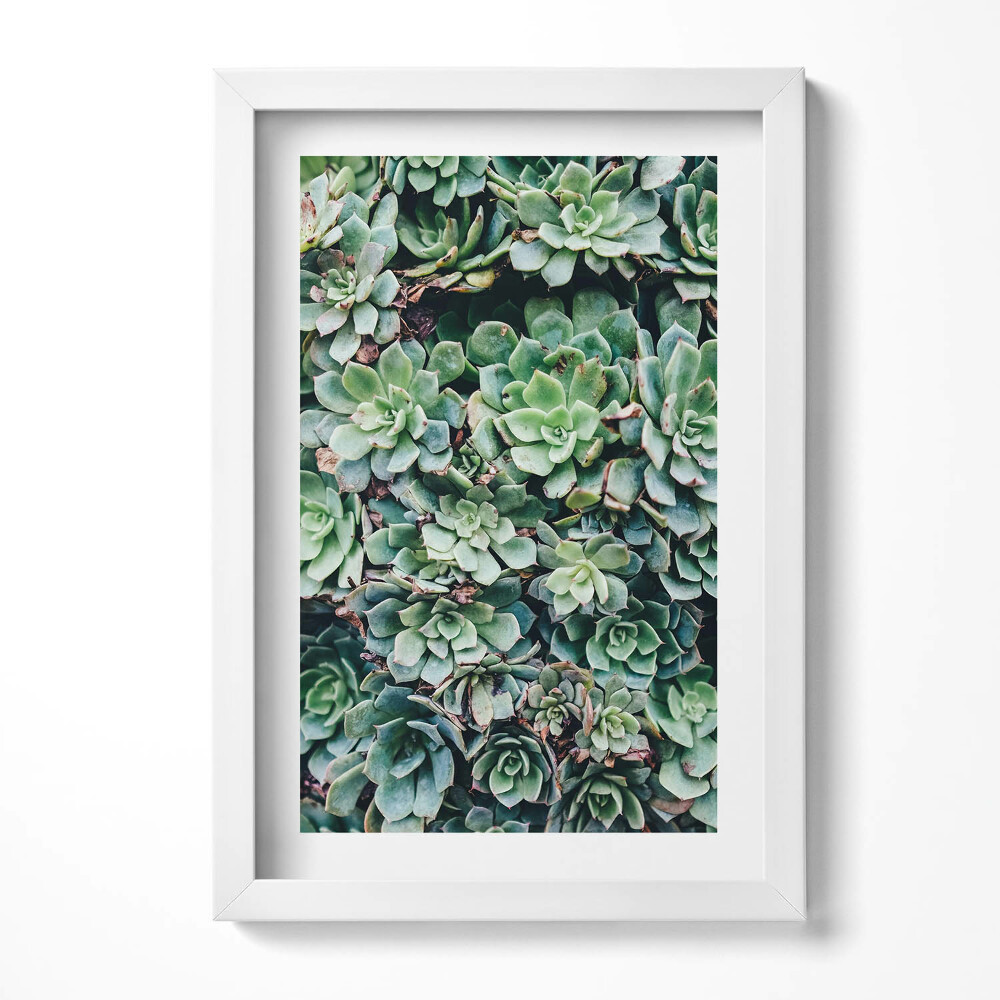 Tablou rama decorativ Plante suculente verzi