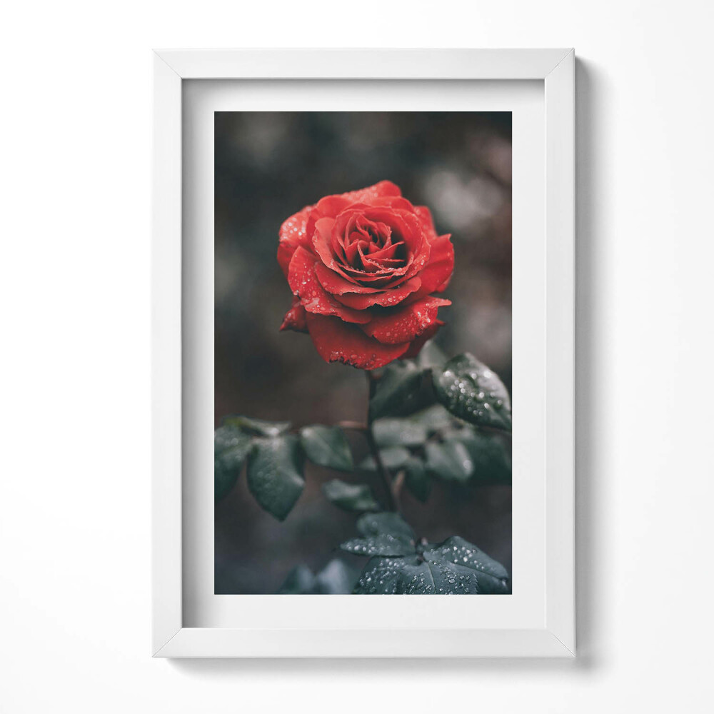 Tablou living cu rama decorativ Floare de trandafir roșu