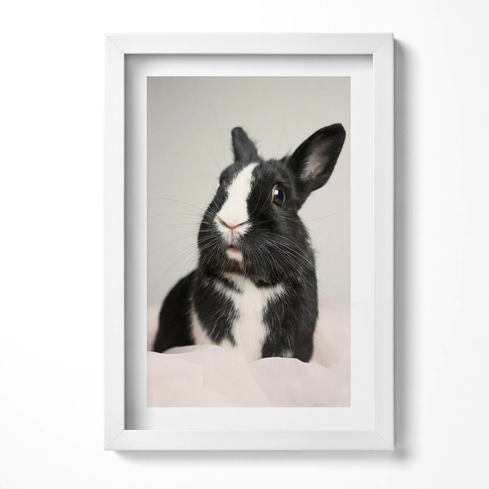 Tablou rama decorativ Iepure drăguț alb-negru
