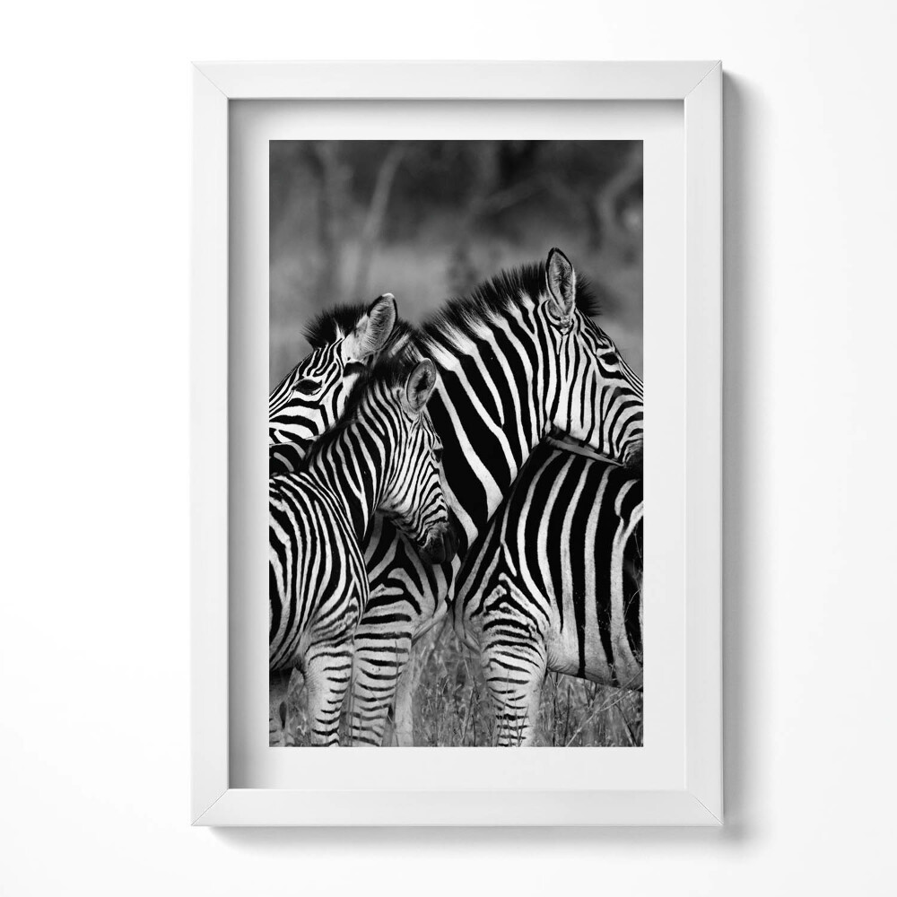 Tablou living cu rama decorativ Zebre care se îmbrățișează