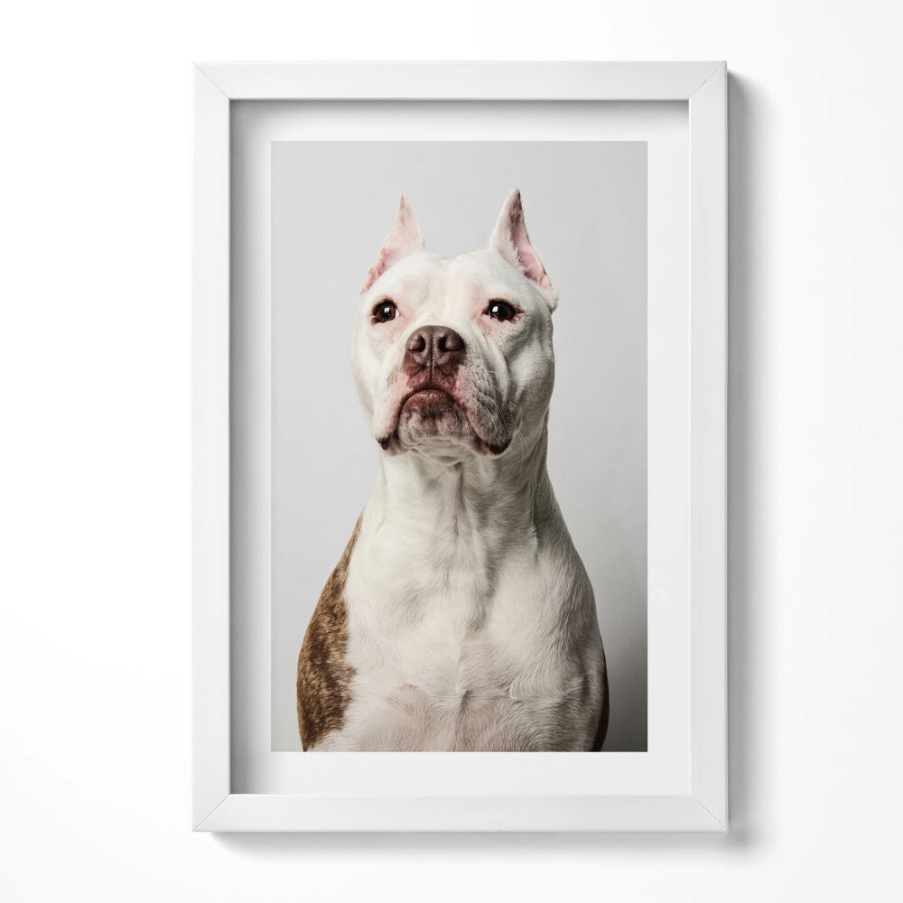 Tablou rama decorativ Portretul unui câine demn